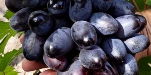 Sorta grožđa bogatyr: fotografija i opis, recenzije